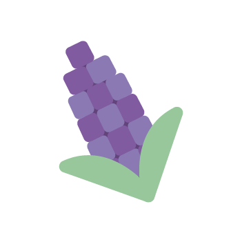 Organic Purple Corn